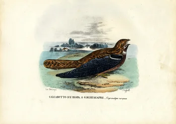 Nightjar, 1863-79